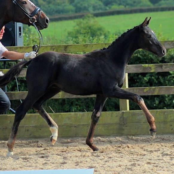 School Farm Stud